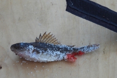 Kaamoksen-Kaatajaiset-2024-1-of-15