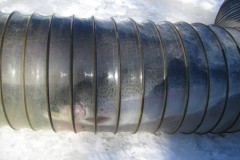 1_Kirjolohta_08042009-018