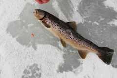 taimen-vlkm-kalapaikalta-13.2.2020